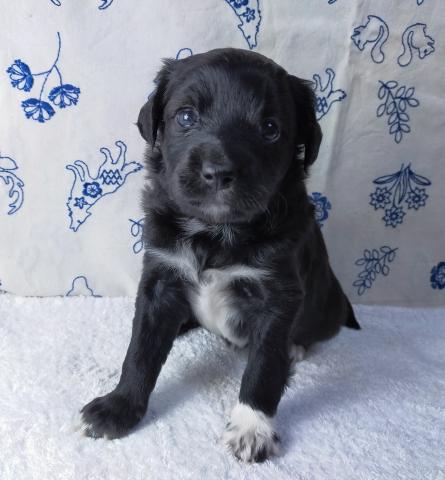 MIXボードゥードル：マリ