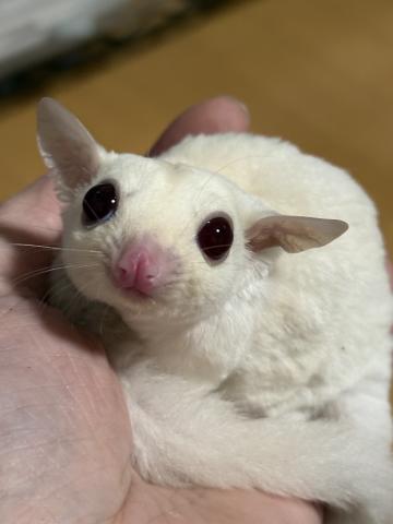 クリミノモザイク