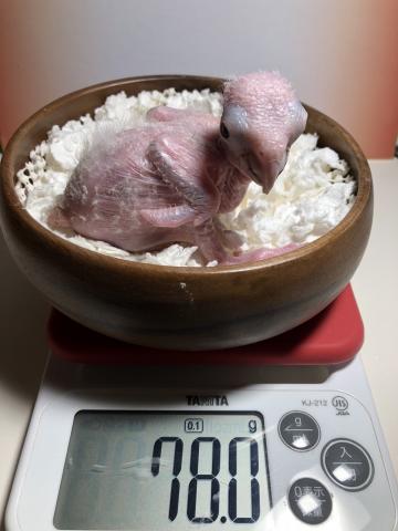 シロハラインコ