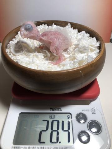 シロハラインコ