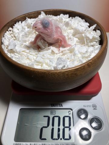 シロハラインコ