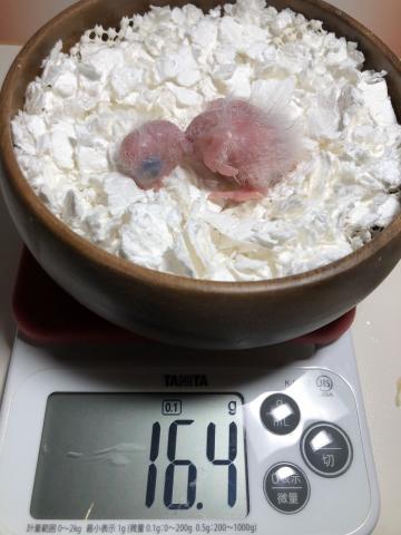 シロハラインコ