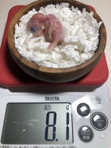 シロハラインコ