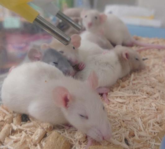 ファンシーラット