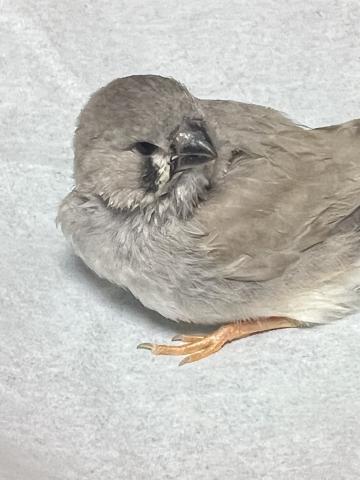 ジャンボキンカチョウ／雛