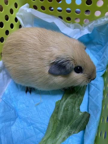 ロシアンスモークモルモット