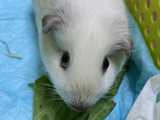 ロシアンスモークモルモット
