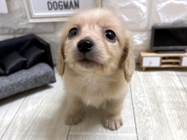 ミニチュアダックスフンド