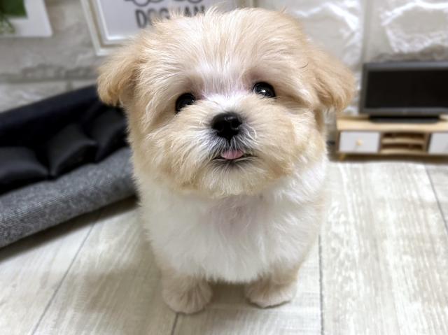 MIX☆*ﾟマルプー*☆