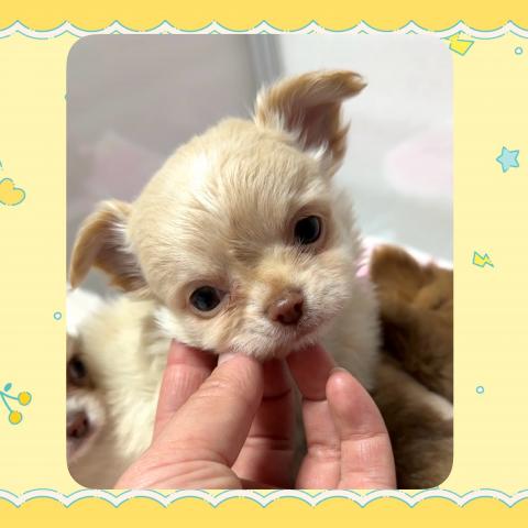 チワワ（ロングコート）