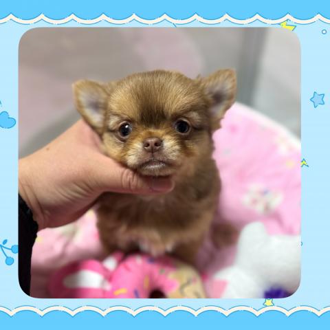 チワワ（ロングコート）