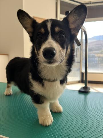 ウェルシュコーギーペンブロークトライカラー（ブラックヘッド）