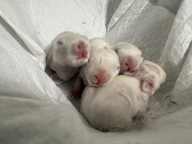 ネザーランドドワーフ