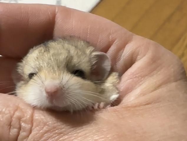 ファットテールジャービル(マカロニマウス)