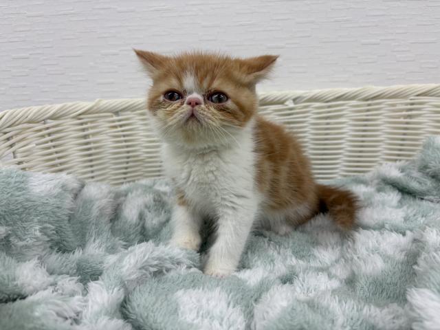 エキゾチックショートヘアー