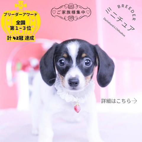 ミニチュアダックスフンド　スムース