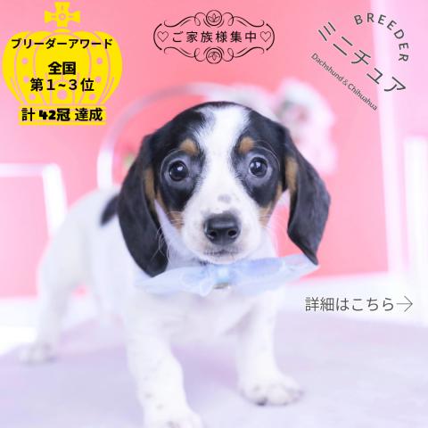 ミニチュアダックスフンド　スムース