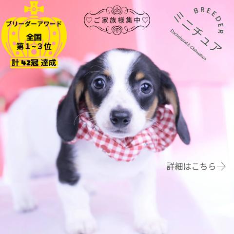 ミニチュアダックスフンド　スムース