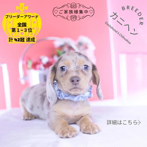 カニヘンダックスフンド スムース