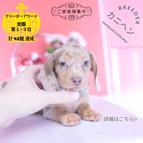 カニヘンダックスフンド スムース