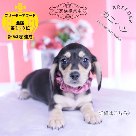 カニヘンダックスフンド　スムース