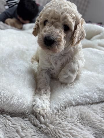 ミディアムプードル