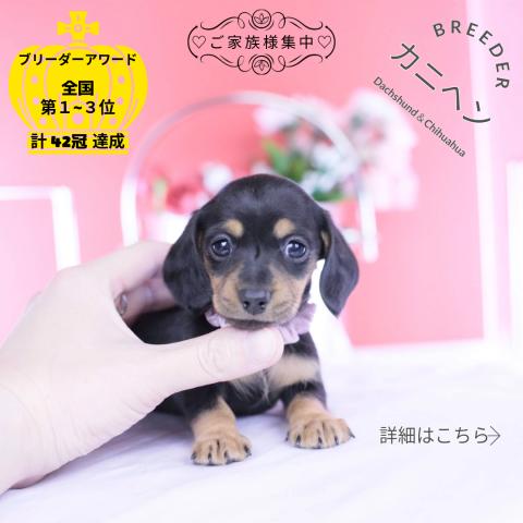 カニヘンダックスフンド　スムース