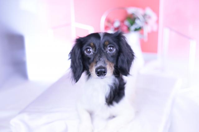 ミニチュアダックスフンド