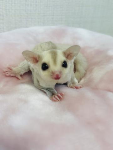 クリミノorクリミノヘテロリューシ