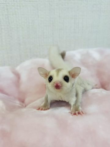 クリミノorクリミノヘテロリューシ