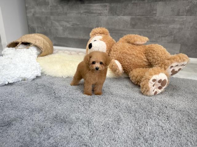 トイプードルTカッププードル（73）