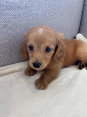 ミニチュアダックスフンド