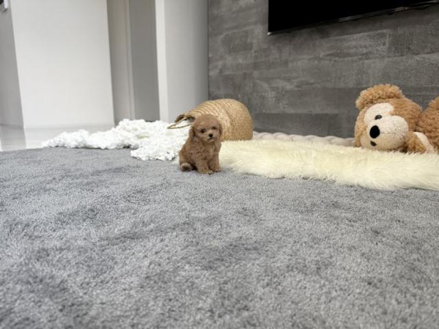 トイプードルTカップ（82）