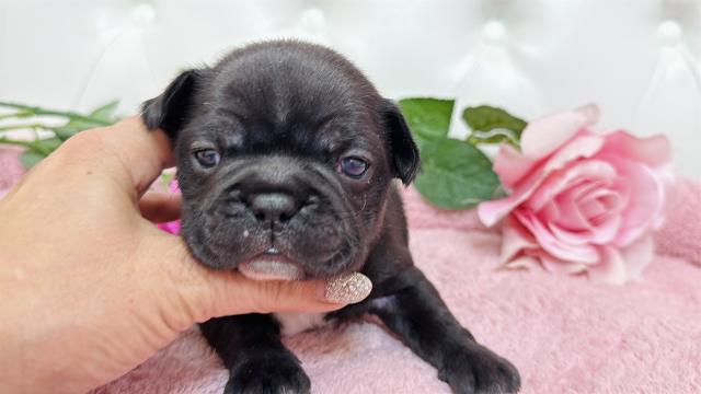 フレンチブルドッグ