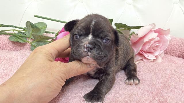 フレンチブルドッグ