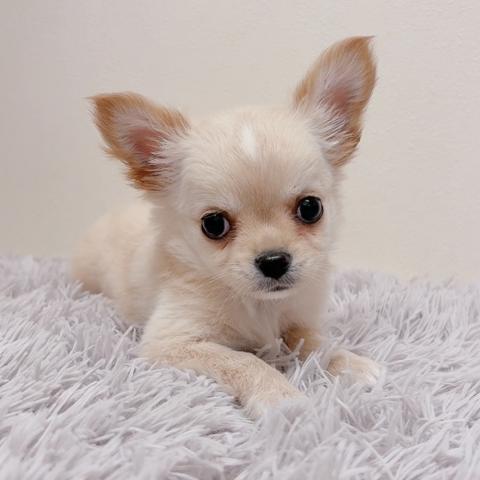 チワワ（ロングコート）