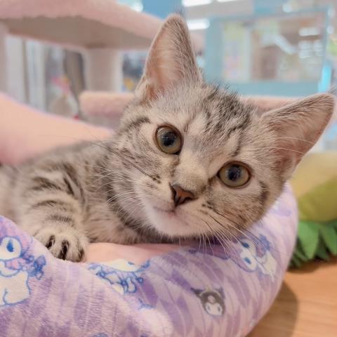 アメリカンショートヘアー