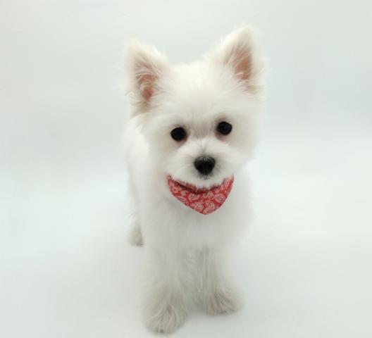 MIX　マルチーズ×ポメラニアン　★表示価格は全ての諸費用を含みます。