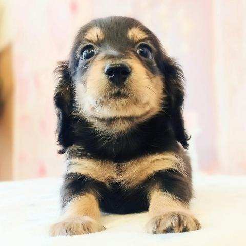 ミニチュアダックスフンド