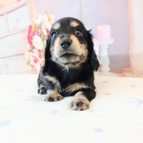 ミニチュアダックスフンド