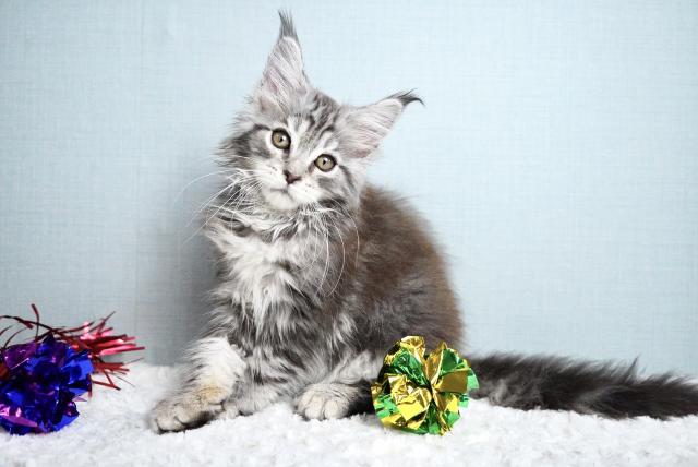 立派なリンクスティップ♡父猫外産