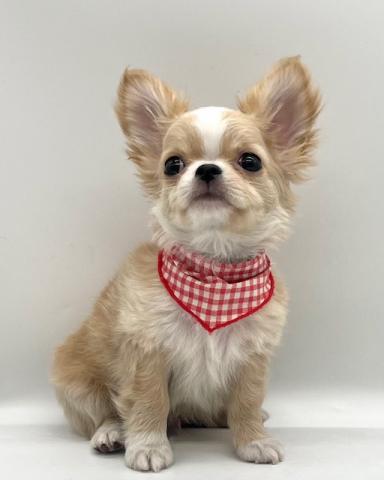 チワワ（ロングコート）