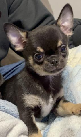 チワワ（スムースコート）