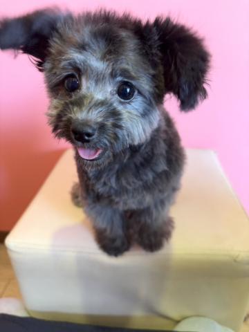 MIXチワワ×トイプードルmix