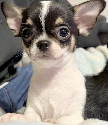 チワワ（スムースコート）