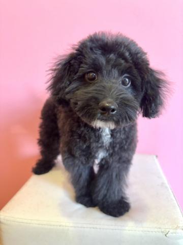 MIXポメラニアン×トイプードルmix