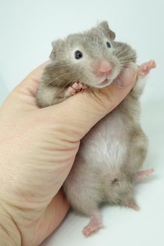 シリアンハムスター(セーブルサテン)