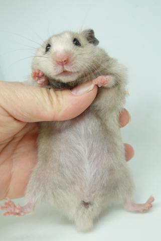 シリアンハムスター（セーブル淡色）