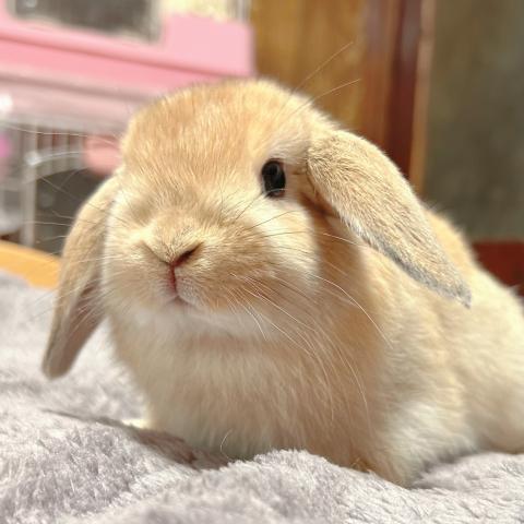 ホーランドロップ