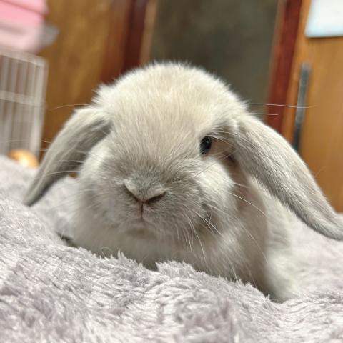 ホーランドロップ